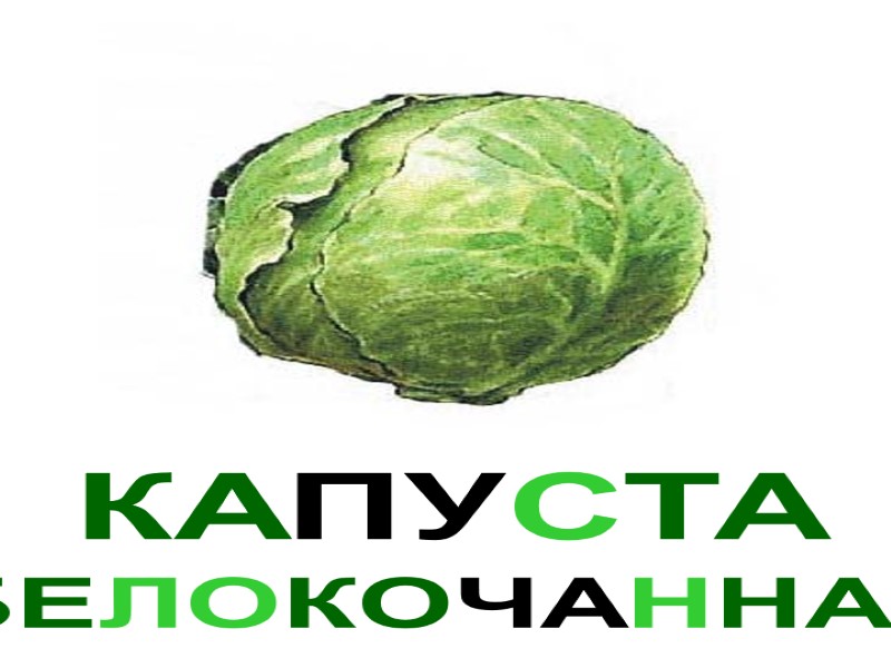 КАПУСТА БЕЛОКОЧАННАЯ